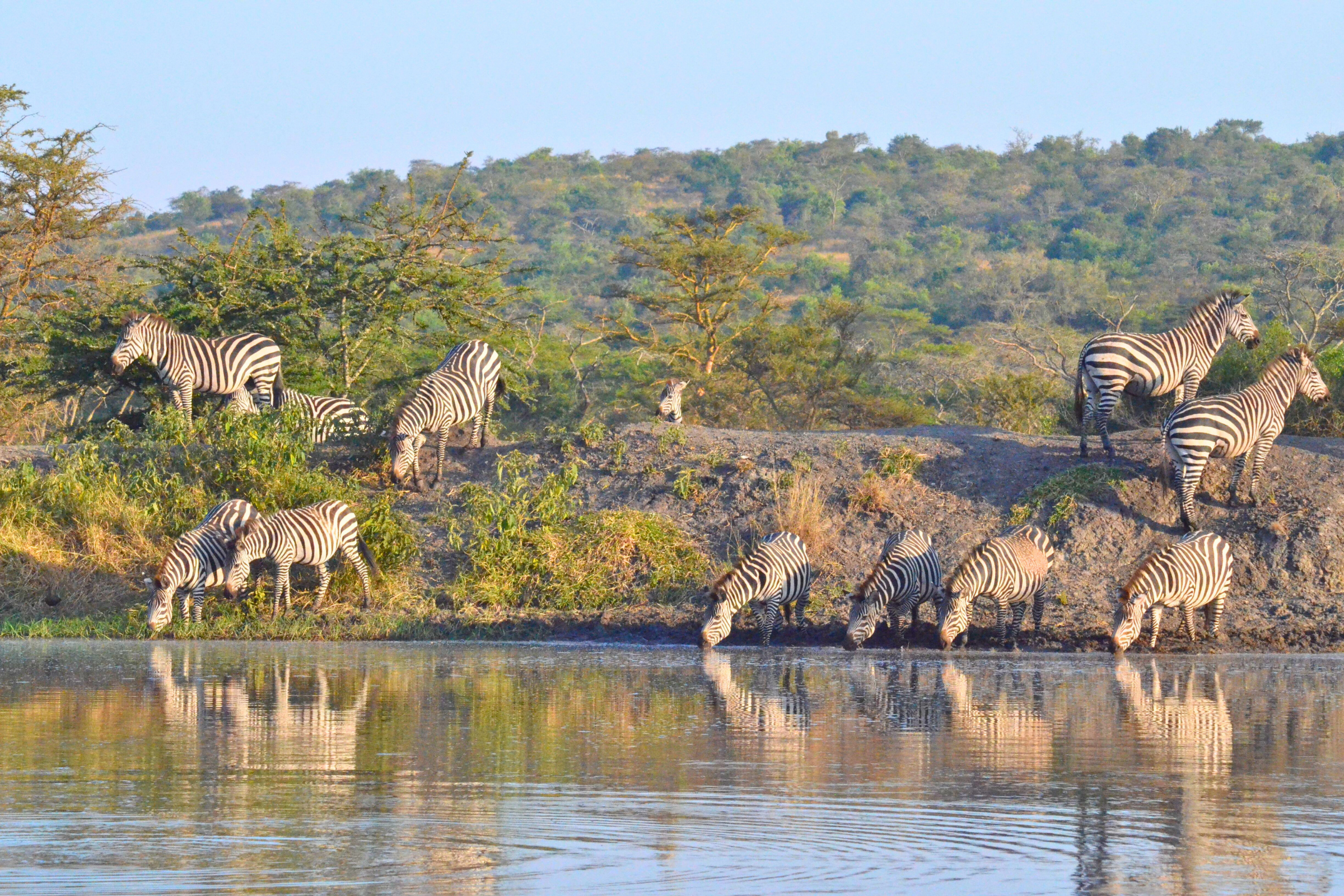 lake mburo national park (4).webp